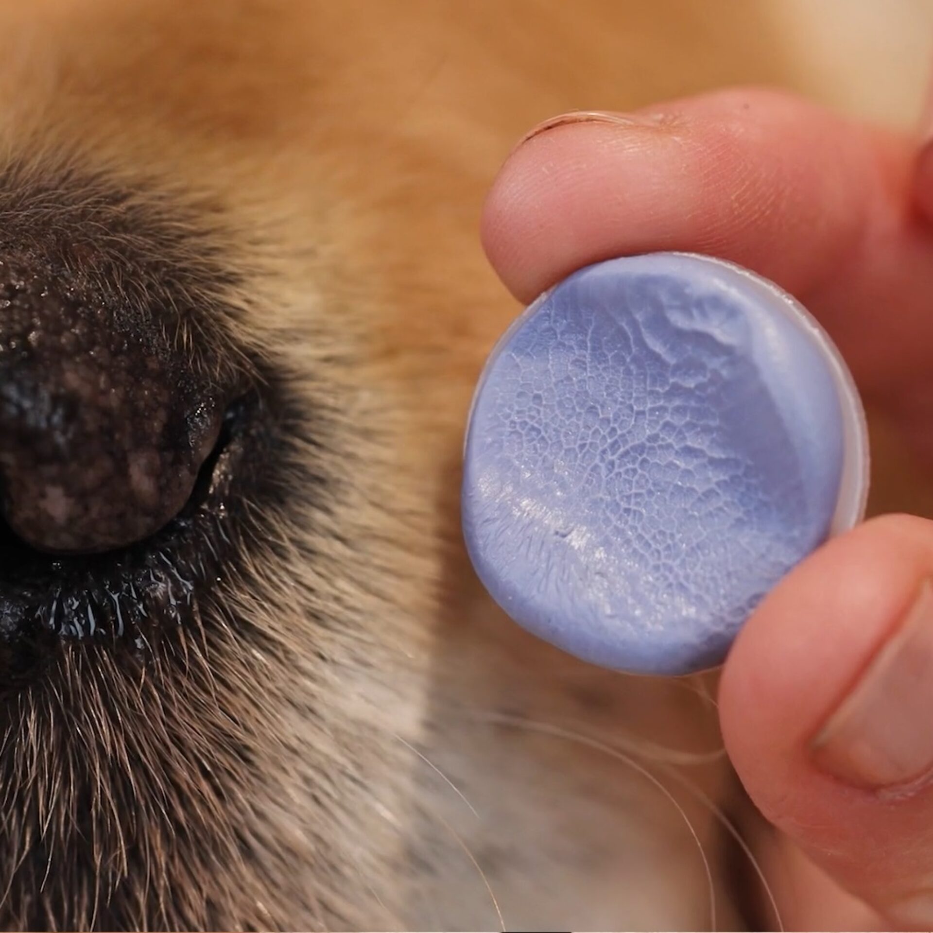 Nasenabdruck Hund als Kette
